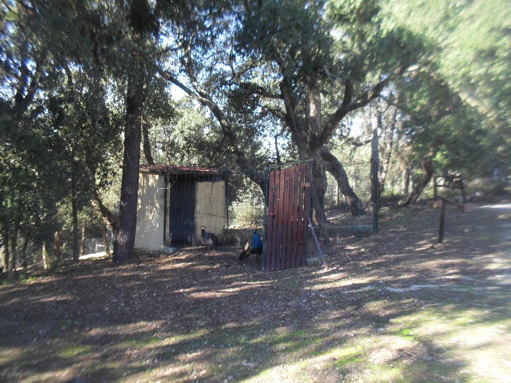Quinta Do Outeiro Alto Villa Constância Eksteriør billede